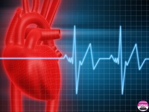 cardiovascular1