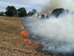 foc