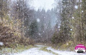 ninge-465x390
